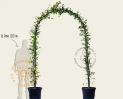 Fagus sylvatica - Boogvorm set