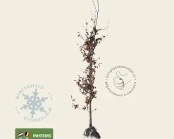 Fagus sylvatica (Groene Beuk) - blote wortel