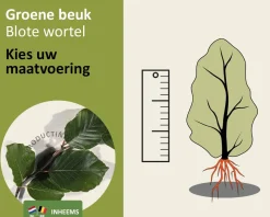 Fagus sylvatica (Groene Beuk) - blote wortel