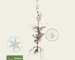 Fagus sylvatica (Groene Beuk) - blote wortel