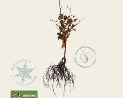 Fagus sylvatica (Groene Beuk) - blote wortel