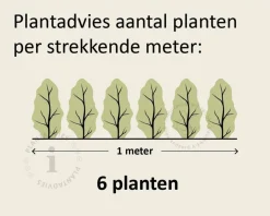 Fagus sylvatica (Groene Beuk) - in pot