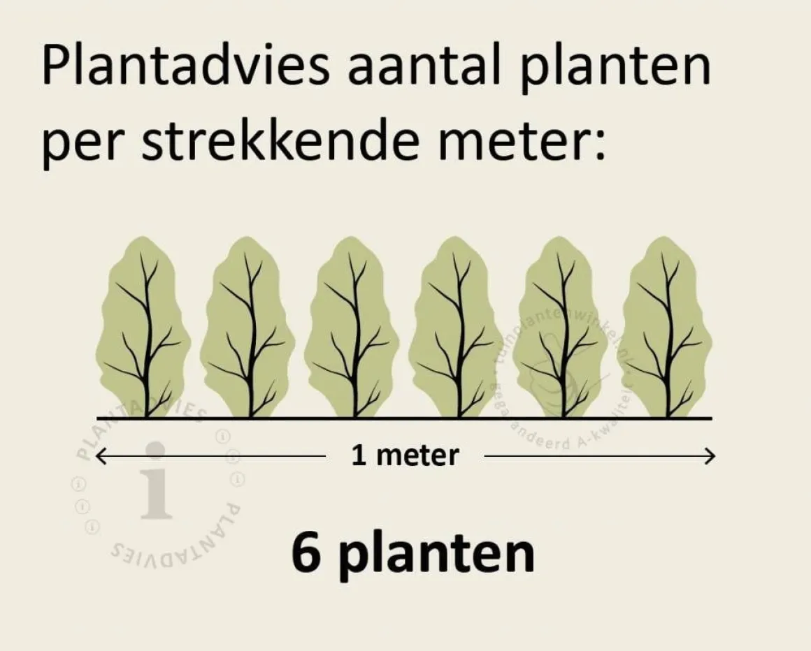 Fagus sylvatica (Groene Beuk) - in pot