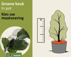 Fagus sylvatica (Groene Beuk) - in pot