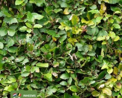 Fagus sylvatica (Groene Beuk) - in pot