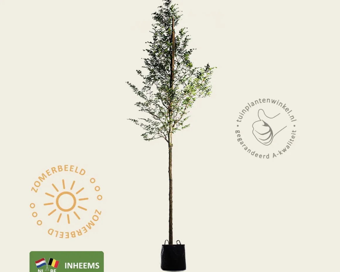 Fagus sylvatica - hoogstam