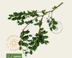 Fagus sylvatica - hoogstam