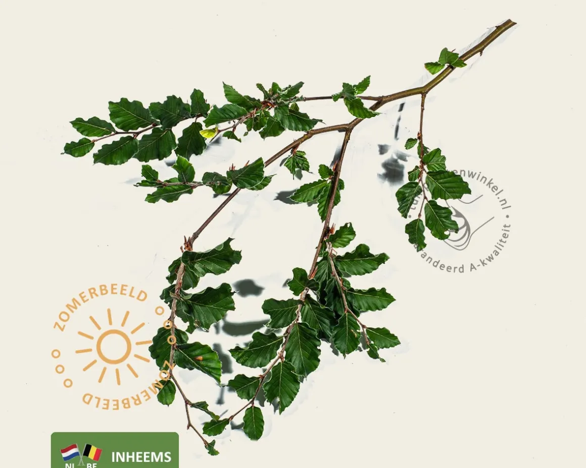 Fagus sylvatica - hoogstam