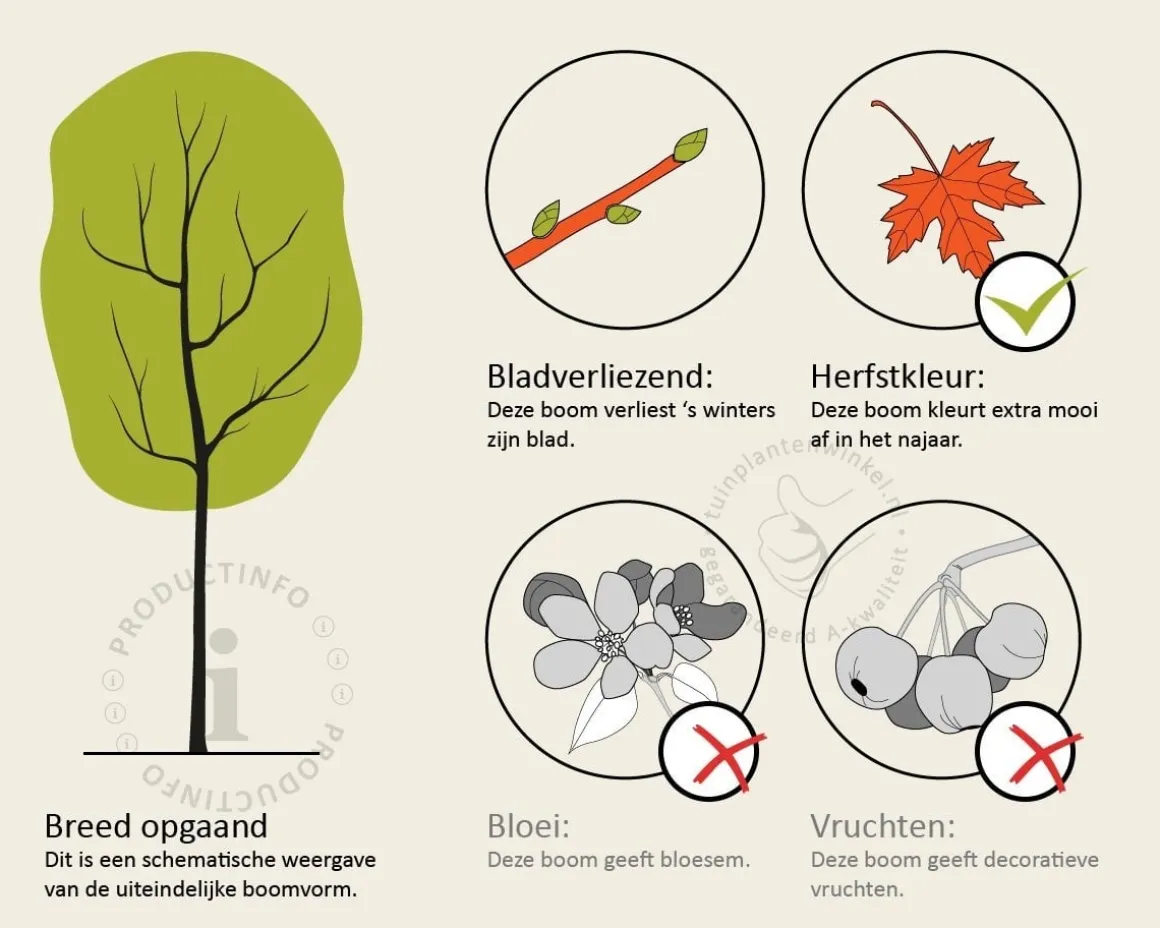 Fagus sylvatica - hoogstam