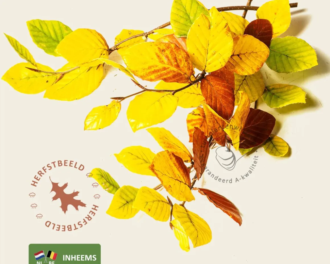 Fagus sylvatica - hoogstam