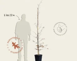 Fagus sylvatica 'Midnight Feather' - beveerd