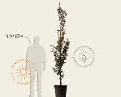 Fagus sylvatica 'Rohan Obelisk'
