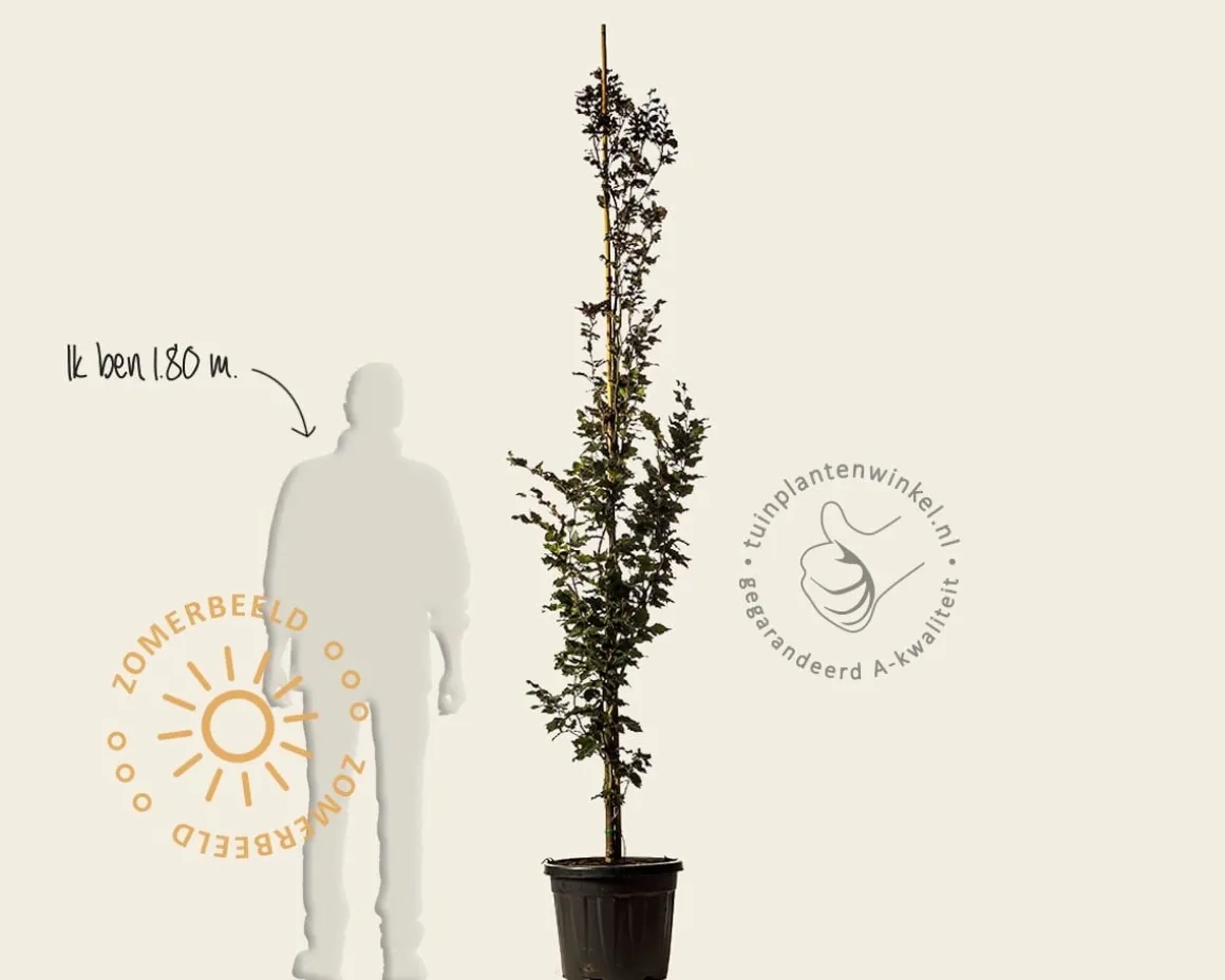 Fagus sylvatica 'Rohan Obelisk'