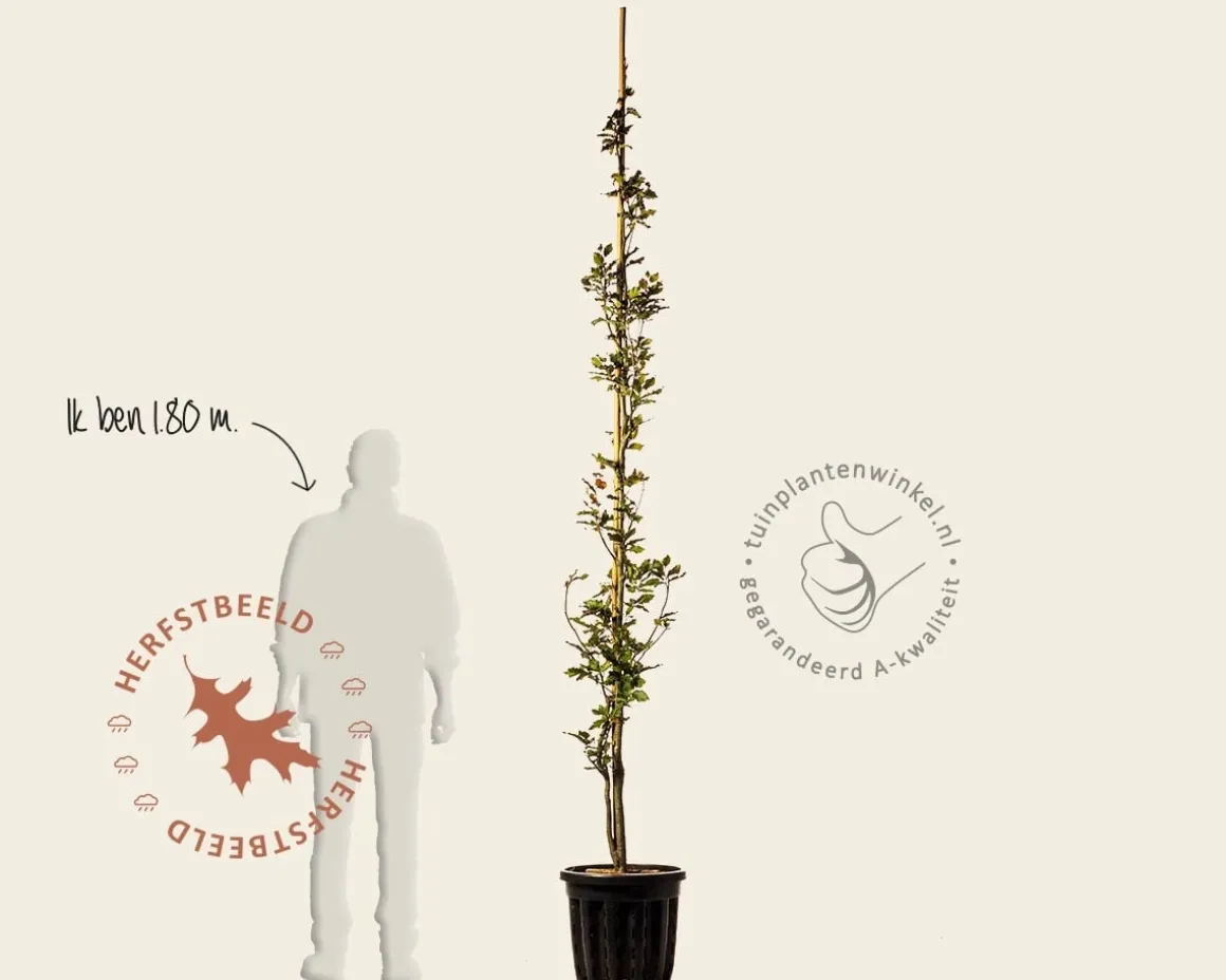 Fagus sylvatica 'Rohan Obelisk'