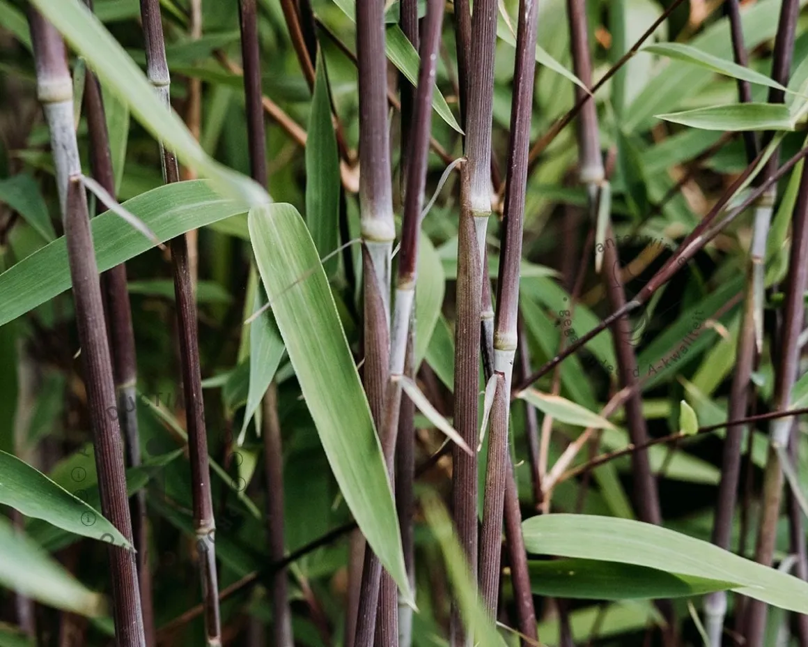 Fargesia 'Black Dragon'