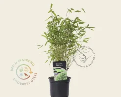 Fargesia murielae 30/40 cm