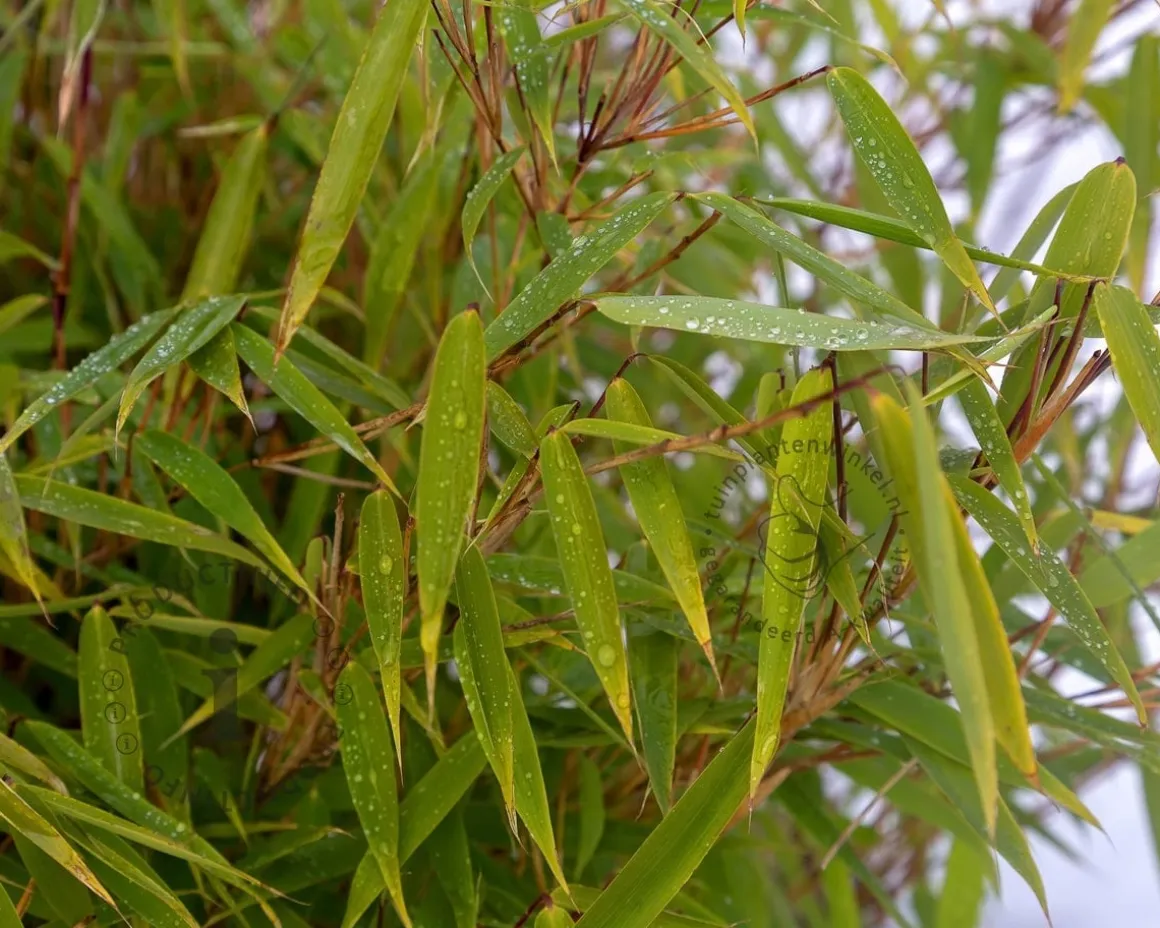 Fargesia murielae 'Simba'