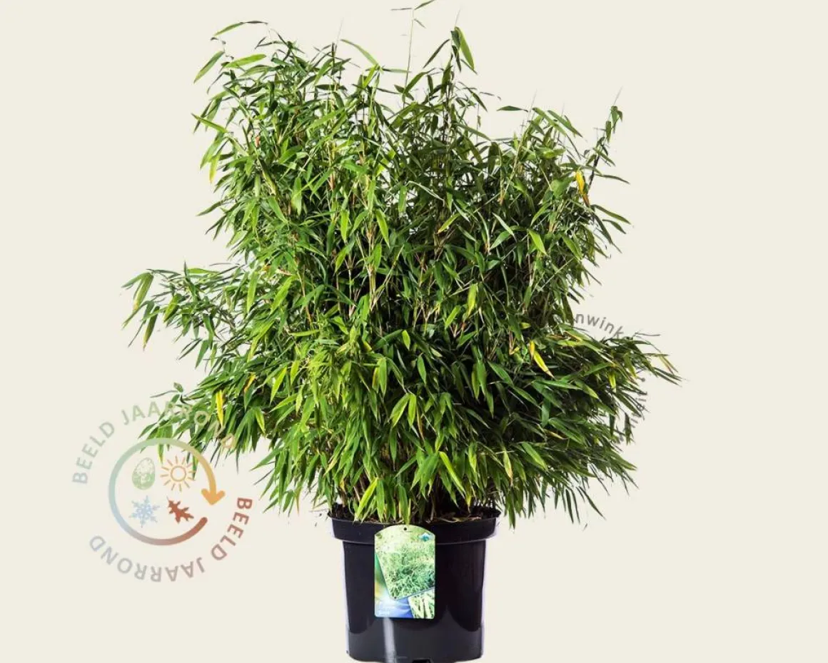 Fargesia murielae 'Simba'