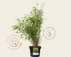 Fargesia murielae 'Simba'