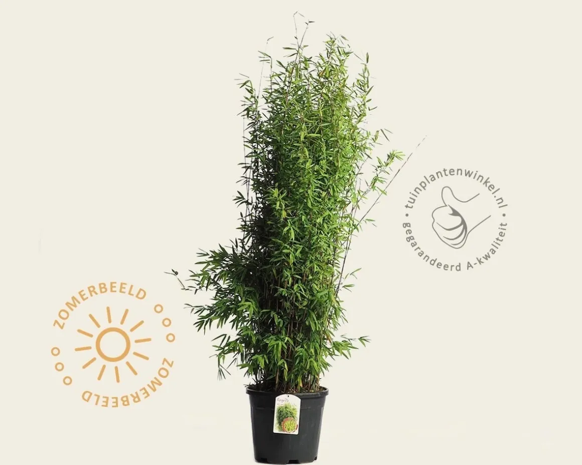 Fargesia nitida 'Volcano'