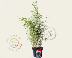 Fargesia robusta 'Campbell'