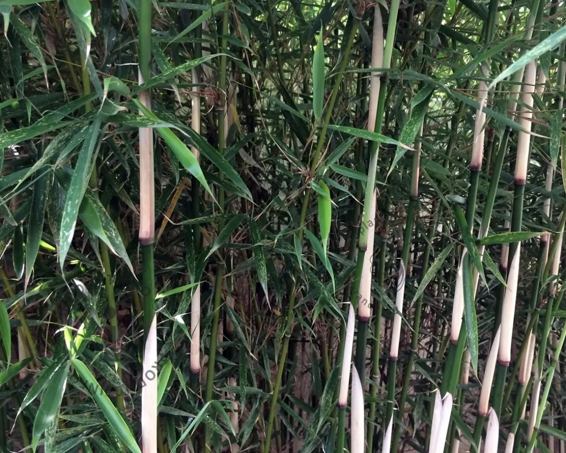 Fargesia robusta 'Campbell'