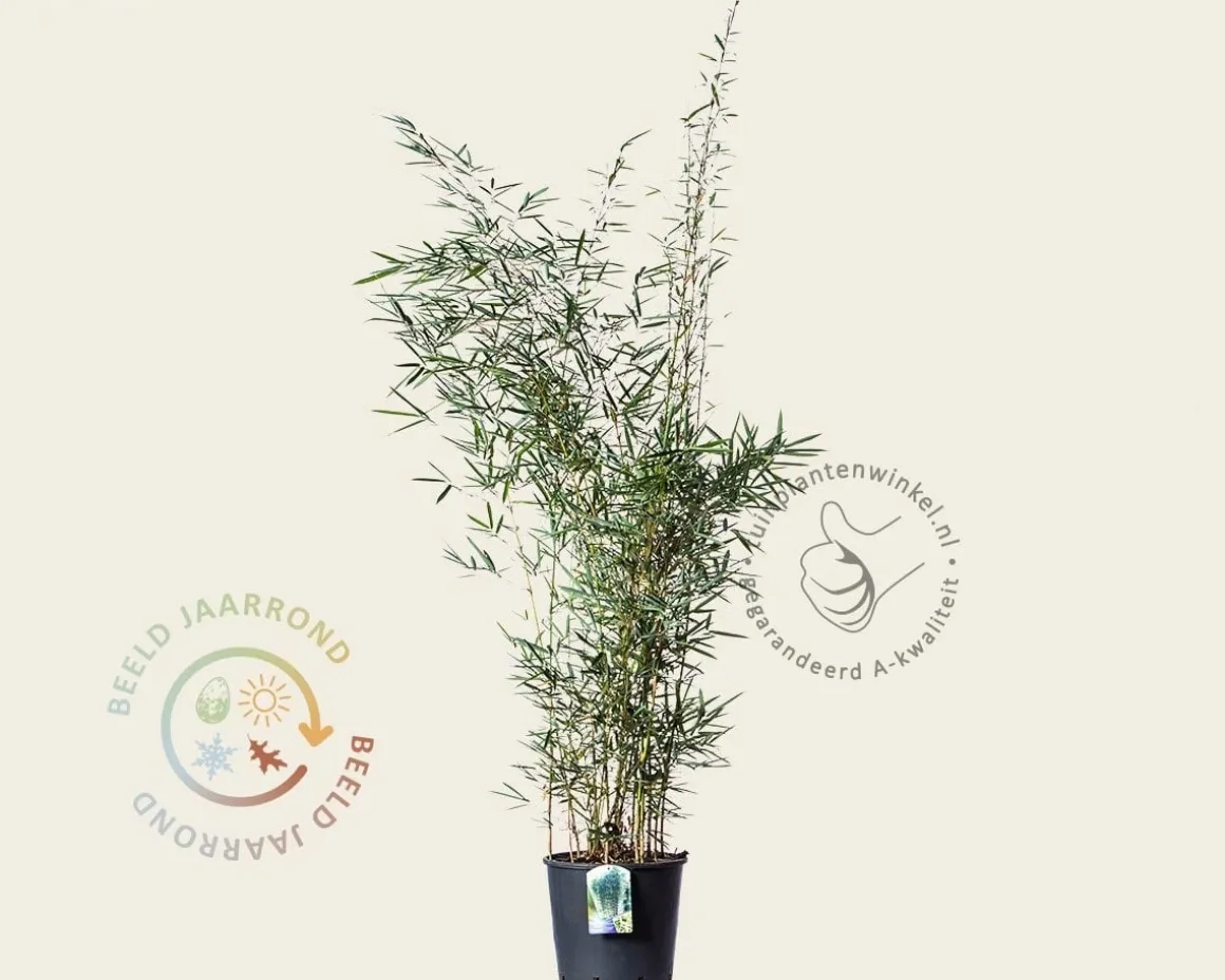 Fargesia robusta 'Campbell'