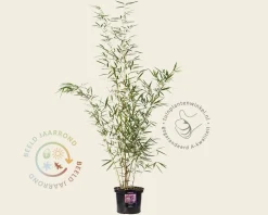 Fargesia robusta 'Campbell'