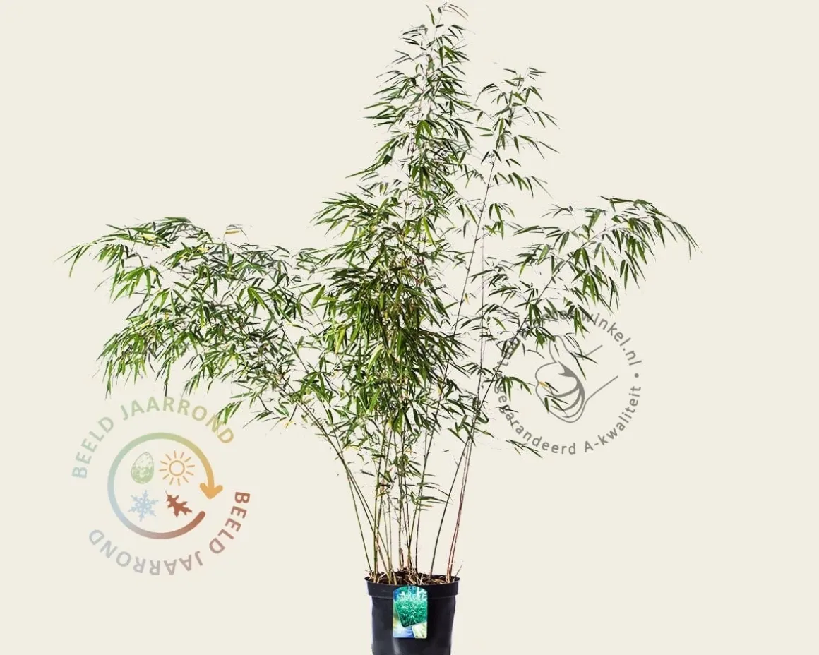 Fargesia rufa