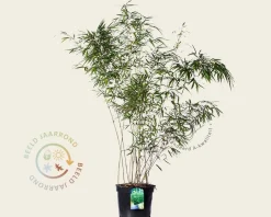 Fargesia rufa