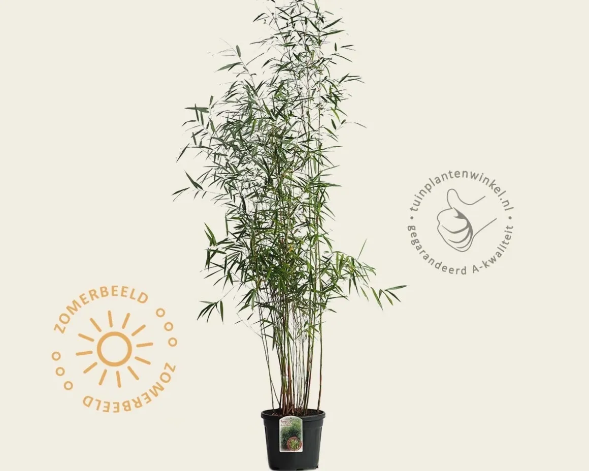 Fargesia scabrida 'Asian Wonder'