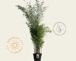 Fargesia 'Winter Joy'