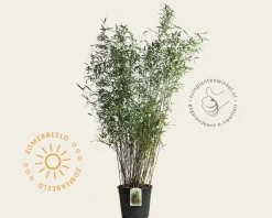 Fargesia 'Winter Joy'