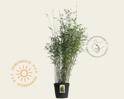 Fargesia 'Winter Joy'