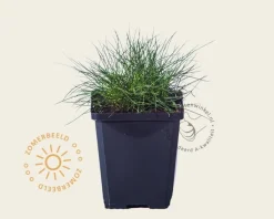 Festuca gautieri