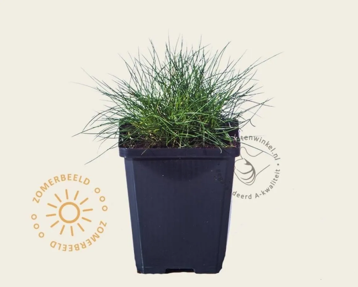 Festuca gautieri