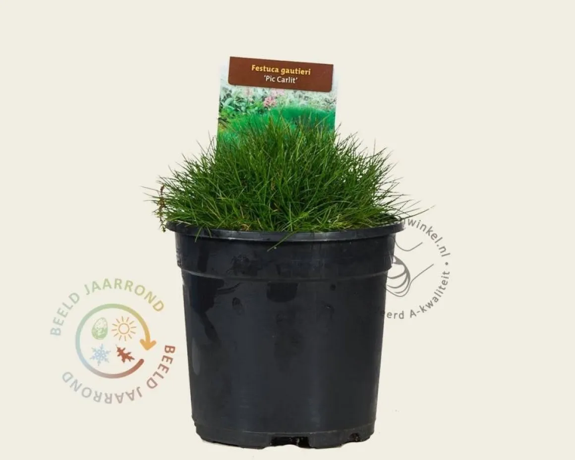 Festuca gautieri 'Pic Carlit'