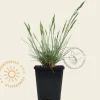 Festuca glauca