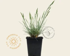 Festuca glauca