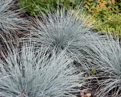 Festuca glauca 'Elijah Blue'