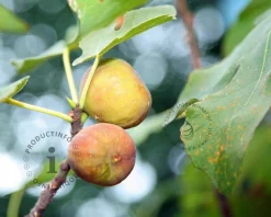 Ficus carica 'Blanca Gota' - halfstam