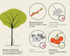 Ficus carica 'Bornholms Diamant' - hoogstam