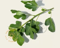 Ficus carica 'Bornholms Diamant' - hoogstam