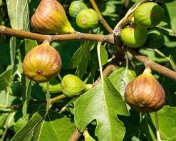 Ficus carica 'Bornholms Diamant' - hoogstam