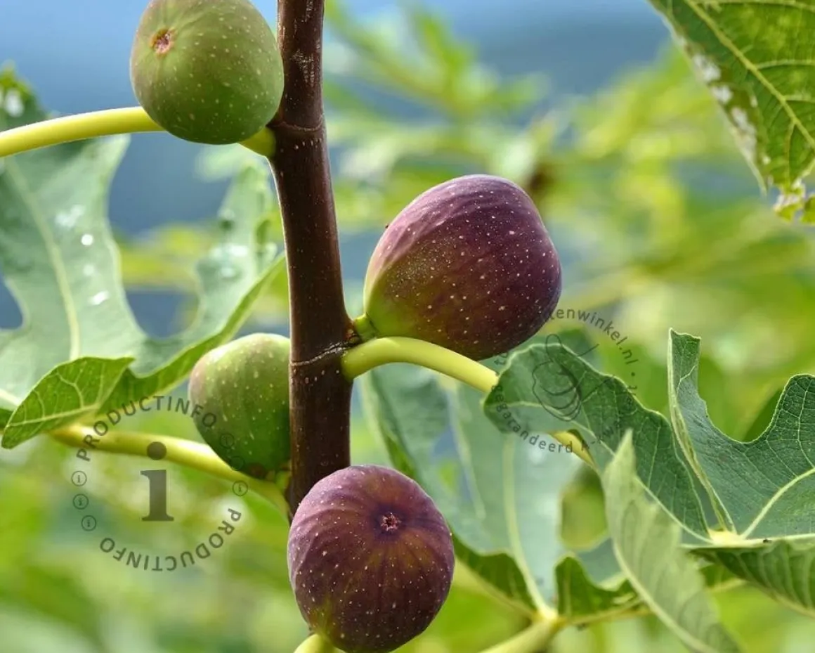 Ficus carica 'Brown Turkey'