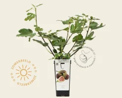 Ficus carica 'Brown Turkey'