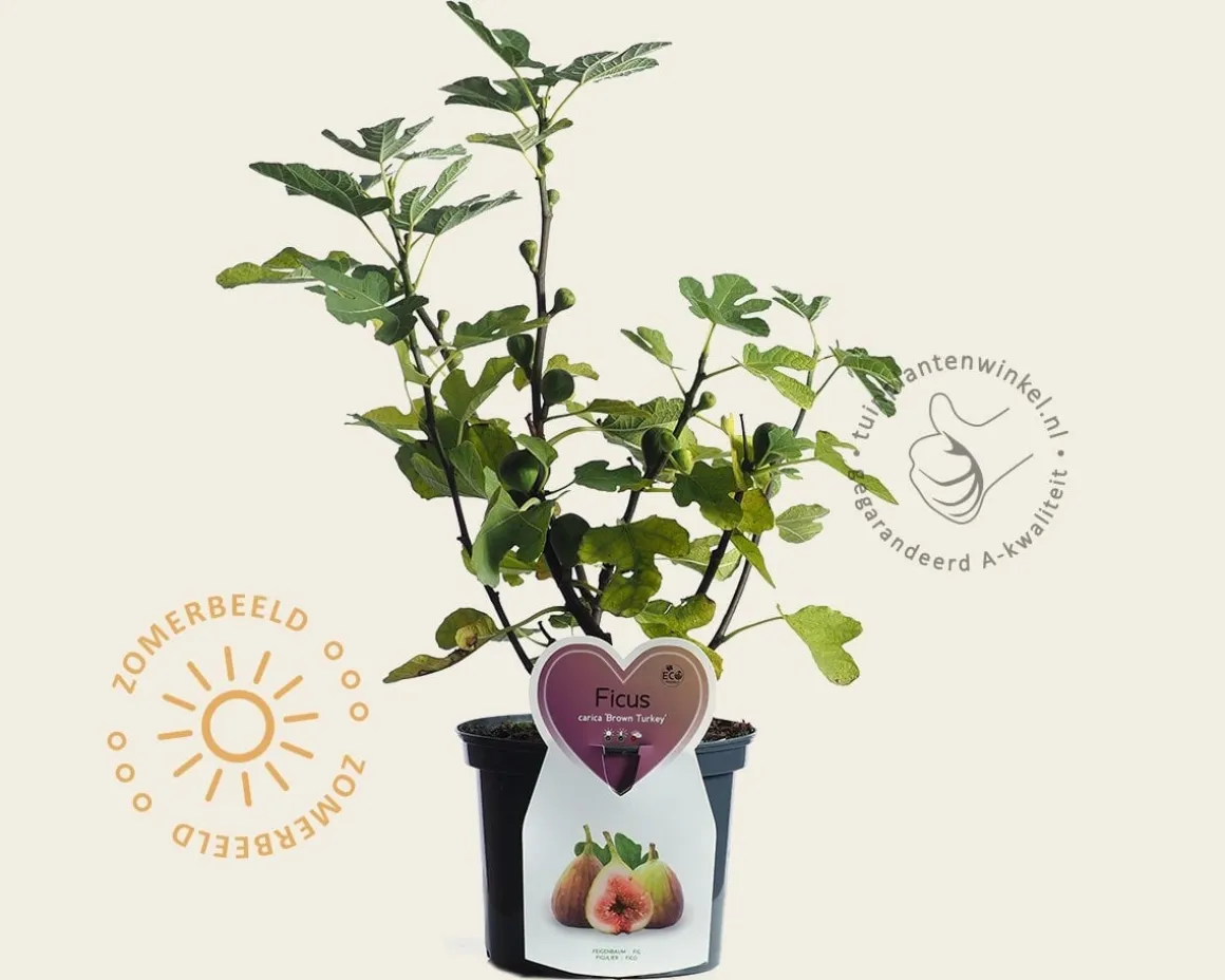 Ficus carica 'Brown Turkey'