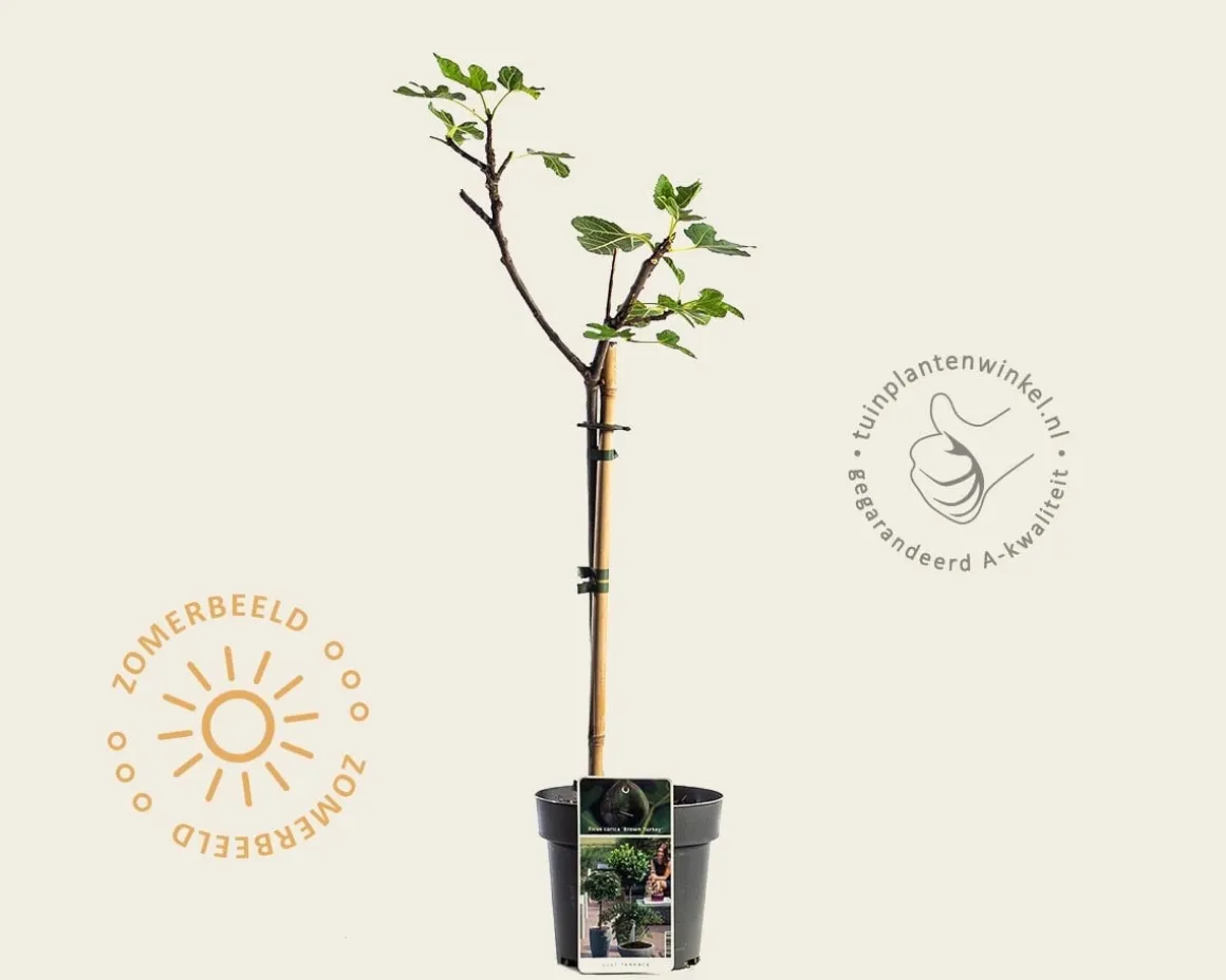 Ficus carica 'Brown Turkey' - op stam