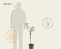 Ficus carica 'Brown Turkey' - op stam