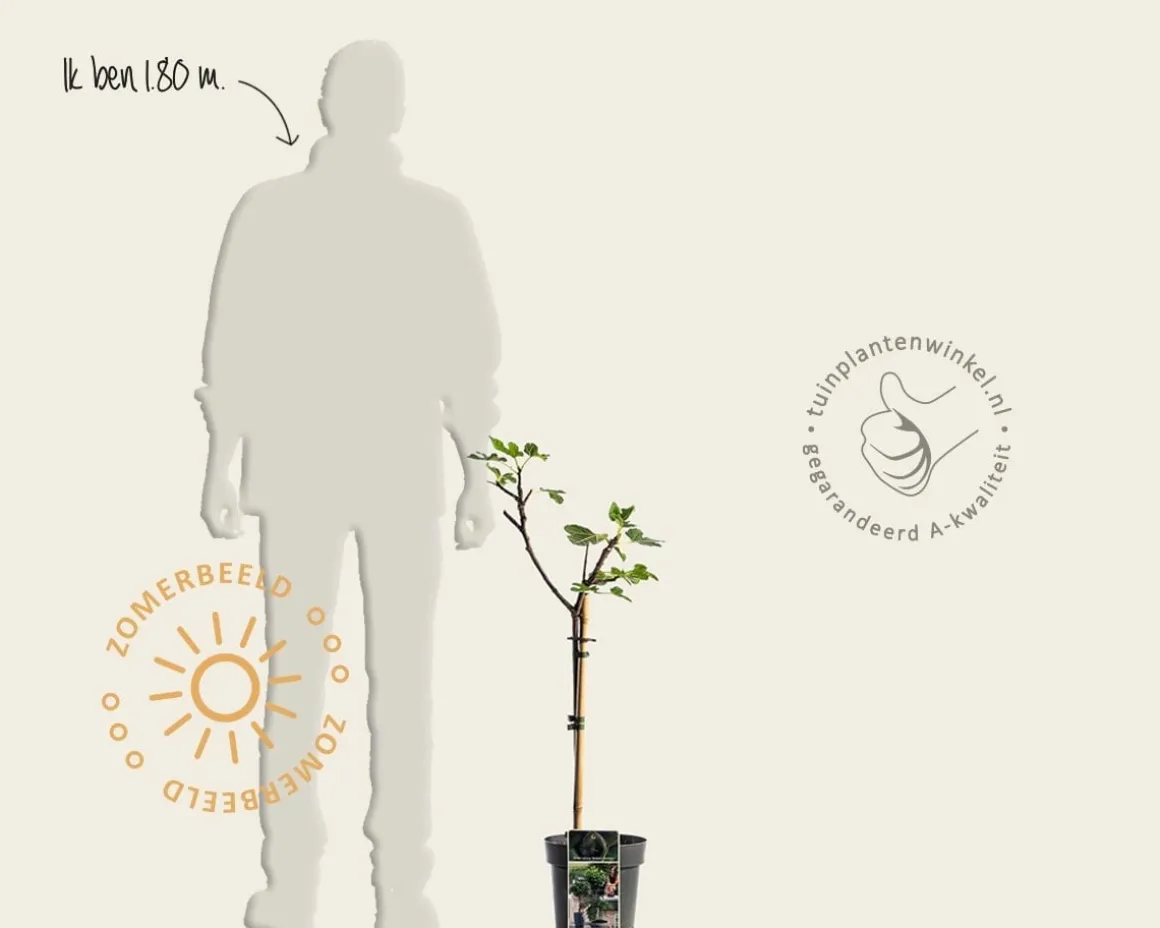 Ficus carica 'Brown Turkey' - op stam
